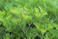 Artemisia arborescens - Arbre Artemisia