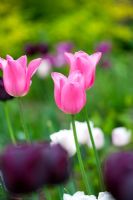 Tulipa 'Esther' et Tulipa 'Blue Amiable'