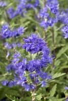 Caryopteris x cland 'First Choice'