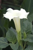 Datura White