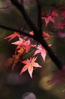 Acer palmatum 'Shindeshojo' en automne