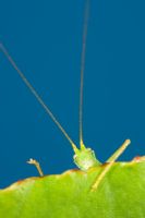 Meconema thalassinum - Oak Bush Cricket grimpant sur une feuille