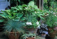 Arrangement en pot de Festuca glauca, Hosta, Hedera, Argyranthemum, Heuchera et Petunia - Chelmsford Essex