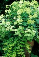 Nicotiana 'Limegreen', Lysimachia nummularia 'Aurea' et Helichrysum petiolare 'Limelight' en pot en terre cuite - Chelmsford, Essex