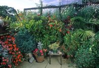 Jardin sur le toit avec des pots de Fuchsias, Nicotiana, Impatiens, Argyranthemum, Rhododendron, Trachycarpus fortunei et chaise - Londres