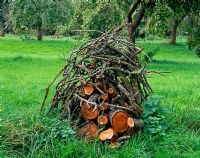 Petit tas de bois fait d'arbres fruitiers tombés