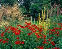 Fleurs rouges d'Helenium 'Moerheim Beauty', Stipa gigantea, Verbascum chaixii et Calamagrostis 'Karl Foerster'