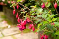 Fuchsia 'Président George Bartlett'