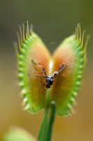 Dionaea muscipula - Mouche capturée dans un piège à mouches vénus