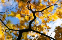Feuilles soufflées par le vent sur l'arbre d'automne au Chelsea Physic Garden London