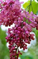 Syringa x hyacinthiflora 'Esther Stanley'