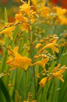 Crocosmia pottsii