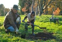Grand-père et petit-fils plantant un arbre ensemble