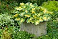 Hosta 'Great Expectations' en pot avec d'autres plantes vivaces couvre-sol plantées à la base, notamment des fougères, des hostas, des épimédiums, des géraniums et des primevères