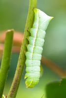 Amphipyra pyramidoides - Grande chenille d'aile en cuivre vert sur tige de rose