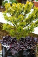 Pinus mugo 'Winter Gold' sous-planté d'Heuchera 'Obsidian' en pot dans la neige