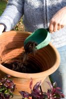 Planter un pot d'automne mixte avec Ruscus et autres arbustes