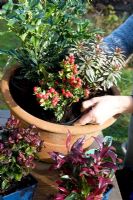 Planter un pot d'automne mixte avec Ruscus et autres arbustes