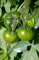 Tomates saupoudrées de préventif contre le mildiou du cuivre