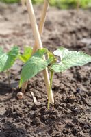Young Phaseolus coccineus - Plantes à haricot sur allotissement