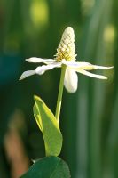 Anemopsis californicum 'Apache Beads'