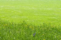 Longue prairie avec jacinthes des bois - Hyacinthoides non-scripta et renoncules - Ranunculus repens contrastant avec une pelouse fauchée début mai