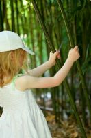 Jeune fille tenant des tiges de bambou - Phyllostachy viridi-glaucescens de Chine