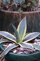 Agave americana dans un plus grand pot émaillé avec des gravillons de granit et des coquilles comme paillis