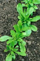 Laitue d'agneau également connue sous le nom de salade de maïs ou de mache, rangée de jeunes plants