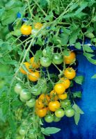 Tomate à fruits jaunes 'Tumbling Tom Yellow' mise en évidence contre un pot émaillé bleu chinois