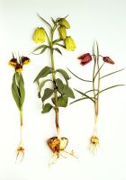 Fritillaria michailovskyi, Fritillaria pallidiflora et Fritillaria meleagris