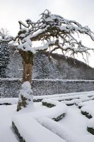 Haies de Buxus entourées d'une haie taillée Carpinus betulus, Charme, Vieil arbre conservé dans le jardin pour son aspect sculptural, Le jardin Renaissance avec de la neige, de grands pins, les jardins de Norrviken