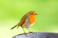 Robin sur table d'oiseau