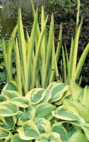Des contrastes dramatiques de feuille avec Iris pseudacorus 'Variegata' poussant la dague comme derrière Hosta 'Wide Brim' et Hosta fortunei albopicta. Euphorbia dulcis 'Chameleon' fournit un fond convenablement sombre.