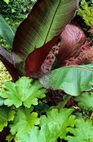 Ensete ventricosum 'Maurelii' s'élevant derrière les feuilles rondes de Darmera peltata