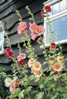 Alcea rosea - Les roses trémières contrastent fortement avec l'embarquement taché d'un chalet