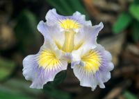 Iris 'Falstaffs Cottage' - Côte du Pacifique Iris