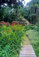 Strelitzia à côté du chemin de terrasse en bois - Sitio Roberto Burle Marx, Rio de Janiero, Brésil