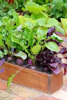 Betteraves et feuilles de salade dans un parterre de fleurs surélevé dans le jardin de régénération Sadolin au RHS Hampton Court FS