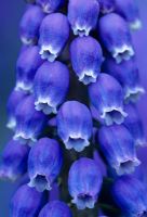Muscari americanum 'Heavenly Blue'