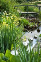 Plantation humide d'Iris, Alchemilla et Lysichiton americanus à côté d'un ruisseau avec pont de style Monet. Sculpture de boules chromées roulant apparemment sur une planche de verre dans l'eau - Tilford Cottage, Surrey