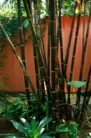 Tiges de bambou devant un mur en terre cuite - Key West, États-Unis