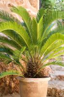 Cycas revoluta - Palmier sagou en pot en terre cuite dans un jardin méditerranéen