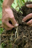 Éliminer les racines de l'herbe de canapé