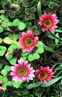Gazania 'Christopher Lloyd' avec Trifolium repens 'Purpurascens', Trifolium pratense 'Susan Smith' et Oxalis tetraphylla 'Iron Cross'