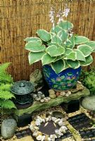 Cadre de style oriental avec Hosta 'Francee' poussant dans un pot de lotus glacé chinois.