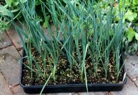 Un plateau d'Allium porrum - Jeunes poireaux de semis, élevés sous verre et au stade idéal pour planter dans le jardin ouvert