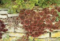 Sempervivum - Joubarbes poussant sur leurs côtés dans un mur de pierre des Cotswolds pour les empêcher de pourrir en hiver