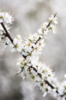 Prunus spinosus - Prunellier