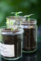 Antirrhinum majus - Plants Snapdragon en pots de confiture et boîte de conserve utilisés comme pots de plantes